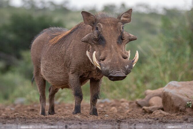 5 Days Tanzania Budget Camping Safari from Arusha - Ngorongoro Crater and Lake Magadi: the day wildlife gets compressed