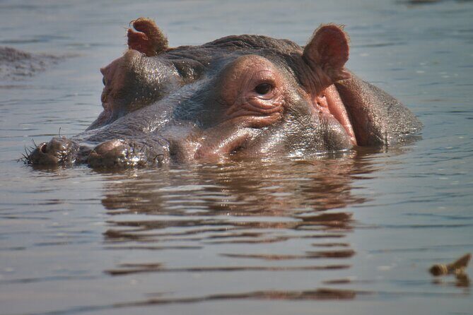 5 Days Tanzania Budget Camping Safari from Arusha - Lake Manyara: baboons, tree-climbing lions, and a bird-lover’s park