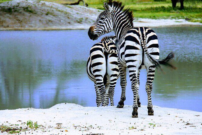 5 Days Tanzania Family Safari - How this 5-day family safari feels in real time