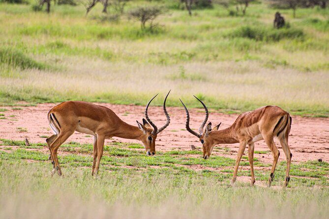 5 Days Tanzania Family Safari - Day 5 in Ngorongoro Crater: the 600m descent and that crater-bowl feeling