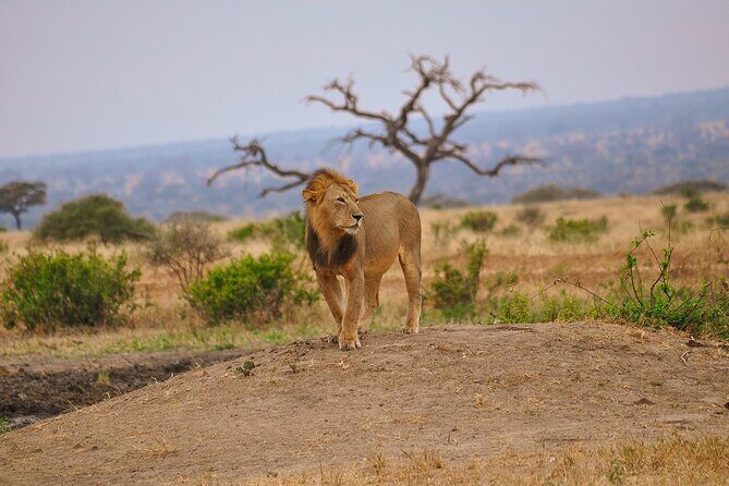 5 Days Tanzania Family Safari - Vehicles, timing, and your odds of close-up sightings