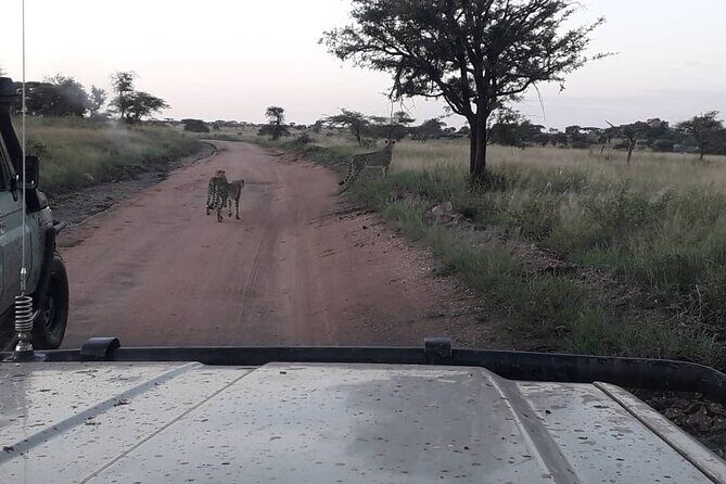 5 Days Tanzania Group Joining Safari, Tarangire/Serengeti/Ngorongoro Crater - Day 3: A full Serengeti day where timing beats luck