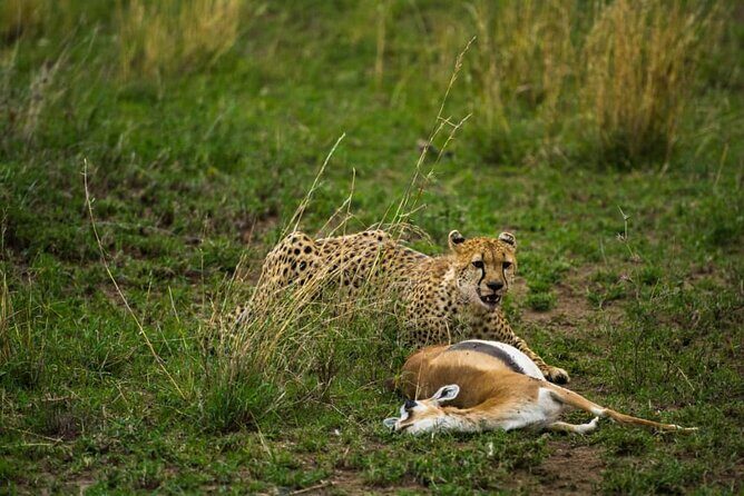 5 Days Tanzania Group Joining Safari, Tarangire/Serengeti/Ngorongoro Crater - Day 5: Descend into Ngorongoro Crater for Big Five viewing