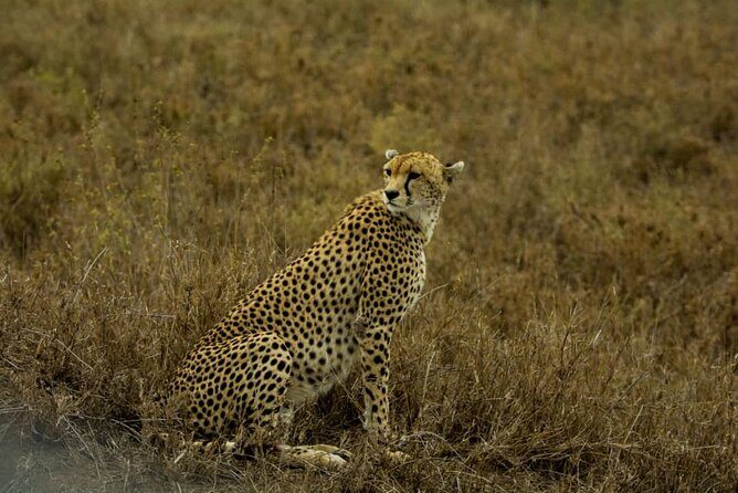 5 Days Tanzania Group Joining Safari, Tarangire/Serengeti/Ngorongoro Crater - Food and day rhythm: simple meals that keep the schedule moving