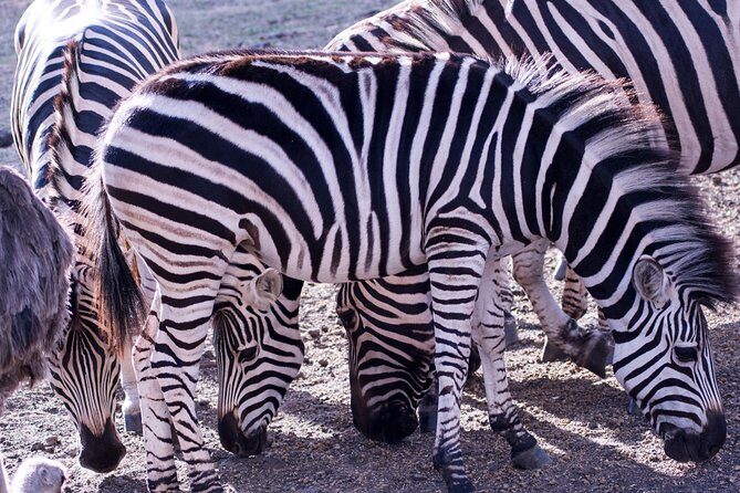 5 days Tanzania midrange lodge Private safari - Day 3: Full-day Serengeti in the Seronera River Valley and migration odds