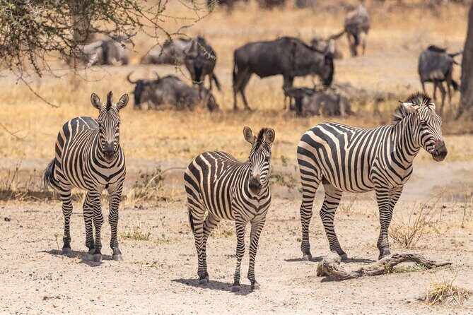 5 Days Tanzania Private Safari Tour - Key highlights worth your attention