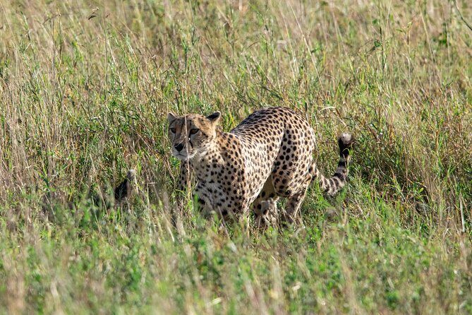 5 Days Tanzania Private Safari Tour - Day 4: Ngorongoro Crater descent (600 meters) and a second crater-focused viewing window
