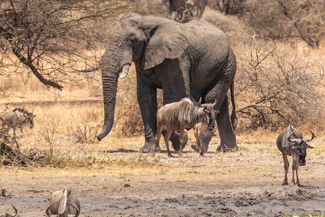 5 Days Tanzania Private Safari Tour - Price and value: what $2,900 per person is really buying