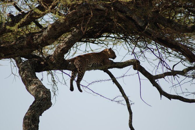 5 Days Tanzania Safari from Mwanza to Arusha - The Mwanza to Arusha Route: Efficient Big Game Chasing