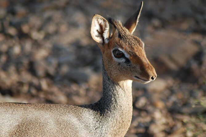 5 Days Tanzania Safari from Mwanza to Arusha - Day 2: Central Serengeti Savanna Mornings Plus an Evening Drive