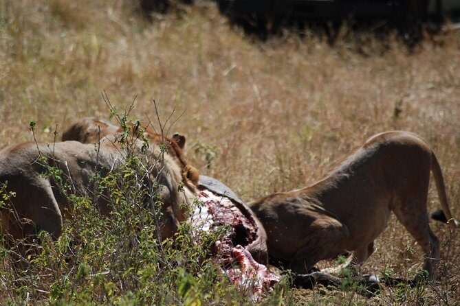 5 Days Tanzania Safari from Mwanza to Arusha - Day 3: Ngorongoro Crater Check-In Day and the Optional Culture Add-ons