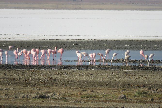 5 Days Tanzania Safari from Mwanza to Arusha - Price and What You Actually Get for $2,950 Per Person