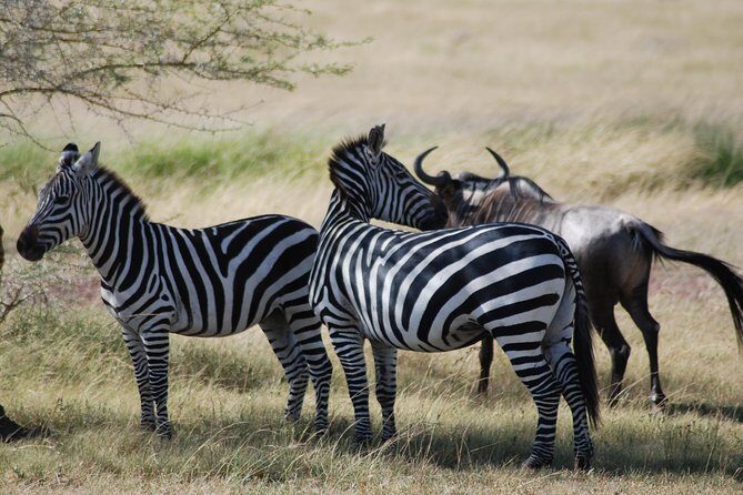 5 Days Tanzania Safari from Mwanza to Arusha - Day 1: Serengeti Entry via Ndabaka Gate and Seronera Game Viewing