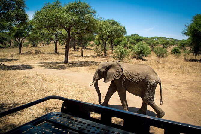 5 Days Tanzania Safari Great Wildebeest Migration - Key highlights worth knowing