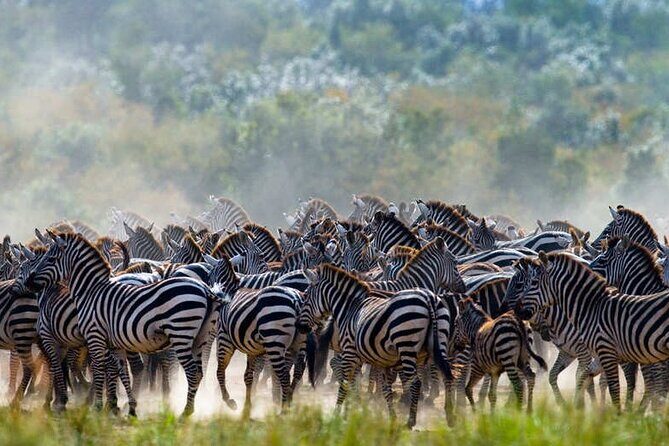 5 Days Tanzania Safari Great Wildebeest Migration - Group style, guide quality, and comfort level