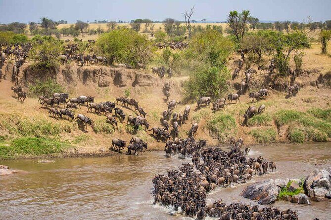5 Days Tanzania Safari Great Wildebeest Migration - Should you book it?