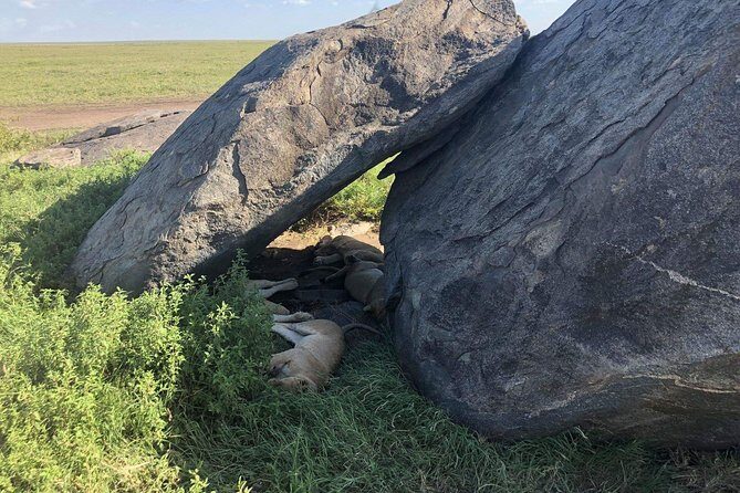 5 Days Tanzania Safari - Migration and Big 5 Safaris - Serengeti Days (Day 2 and Day 3): Seronera Focus for Strong Wildlife Chances