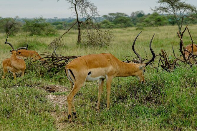 5 Days Tanzania Safari - Migration and Big 5 Safaris - Food, Meals, and the Comfort Pieces That Matter