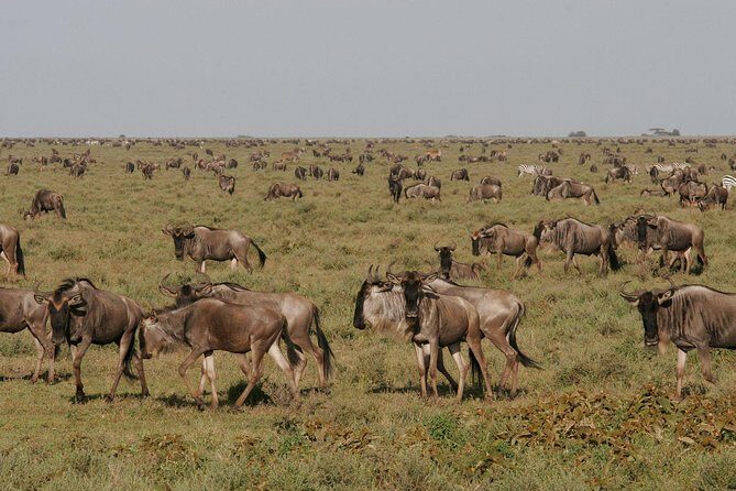 5 Days Tanzania Safari- Tarangire Np, Serengeti Np and Ngorongoro Crater - Arusha first: getting your bearings in the safari capital