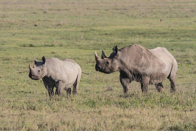5 Days Tanzania Safari- Tarangire Np, Serengeti Np and Ngorongoro Crater - Ngorongoro on a tight schedule: 08:00 starts and crater viewing