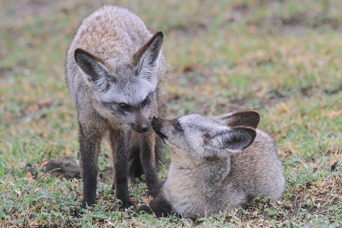 5 Days Tanzania Safari- Tarangire Np, Serengeti Np and Ngorongoro Crater - Comfort category lodging: the sweet spot between convenience and camping