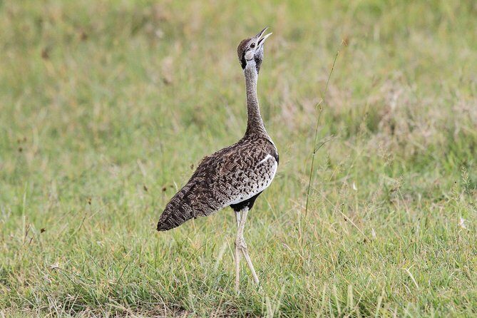 5 Days Tanzania Safari- Tarangire Np, Serengeti Np and Ngorongoro Crater - Guide quality: why small-group safaris feel personal