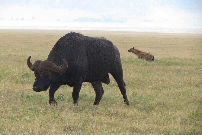 5 Days Tanzania Wildlife Safari Private Tour - Day 2 at Lake Manyara: Rift Valley views and baboons on patrol