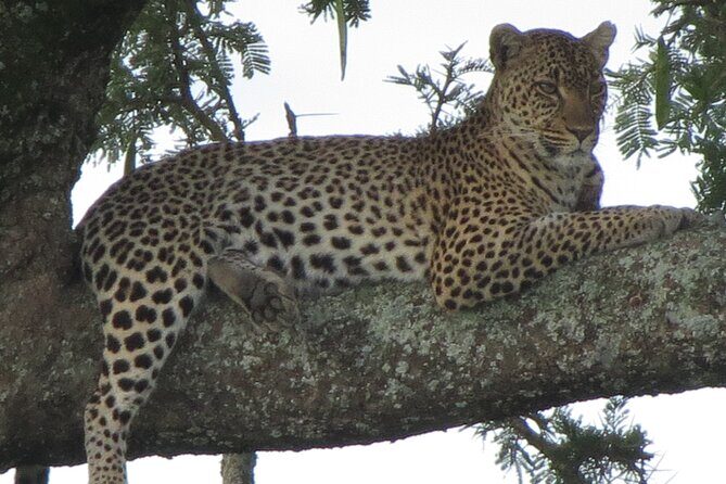 5 Days Tanzania Wildlife Safari Private Tour - Day 3 Ngorongoro Conservation Area: descending 2,000 feet into predator territory