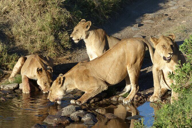 5 Days Tanzania Wildlife Safari Private Tour - Day 4 Tarangire National Park: baobabs and elephants all year