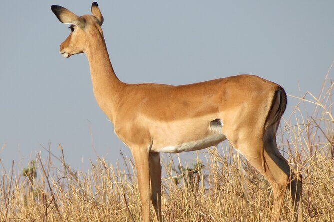 5 Days Tanzania Wildlife Safari Private Tour - Price and value: what you’re paying for at $3,800 per person