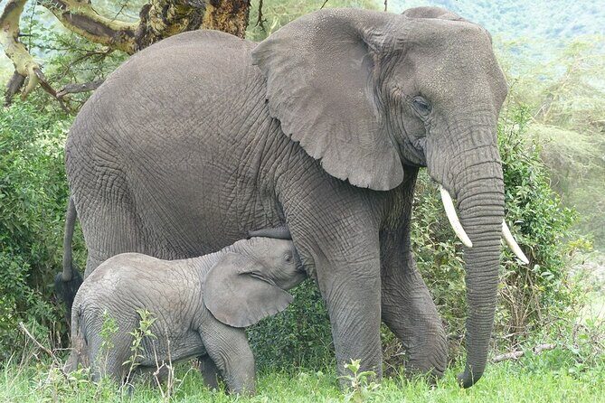 5 Days Tanzania Wildlife Safari Private Tour - Why the guide changes your whole safari day