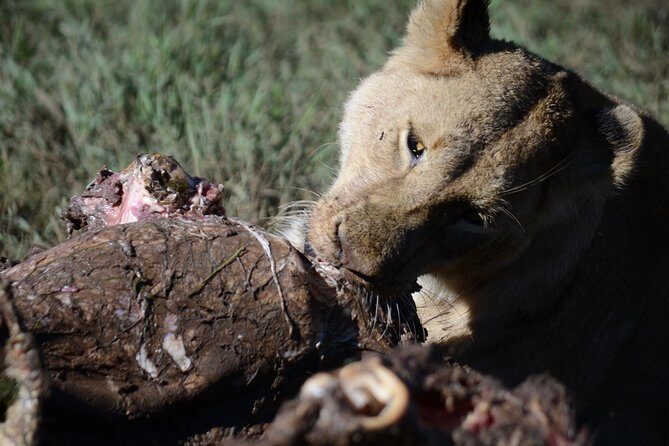 5 Days Tarangire ,Serengeti.Ngorongoro and Lake manyara - Day 1: Tarangire National Park’s baobabs and big elephant energy