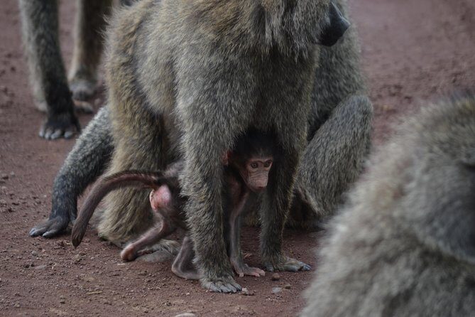 5 Days Tarangire ,Serengeti.Ngorongoro and Lake manyara - Price and what you’re actually paying for