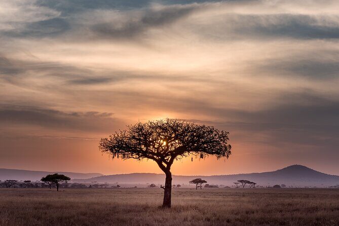 5-days Tarangire-Serengeti-Ngorongoro Safari - Full day Serengeti: more chances for the cats and the grazers