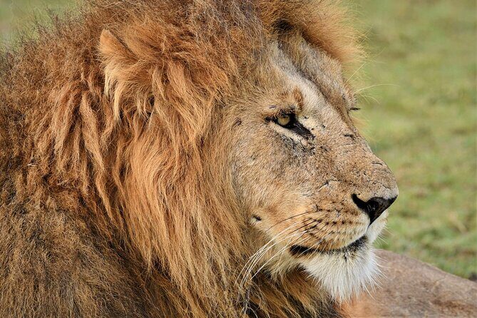 5-days Tarangire-Serengeti-Ngorongoro Safari - Day 5 Mto-wa-Mbu and an Arusha airport finish