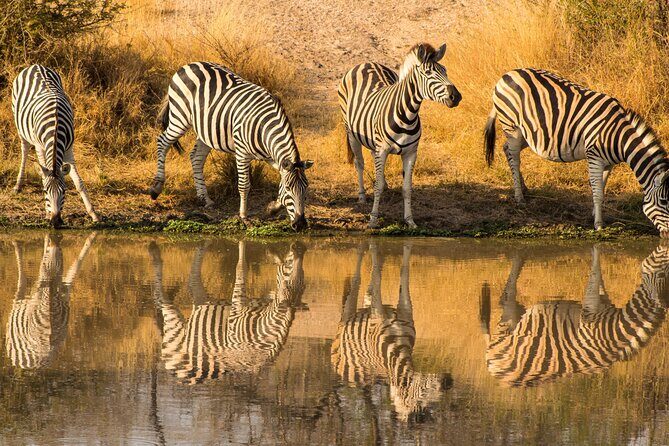 5-days Tarangire-Serengeti-Ngorongoro Safari - Price and logistics: what $2,116 actually covers