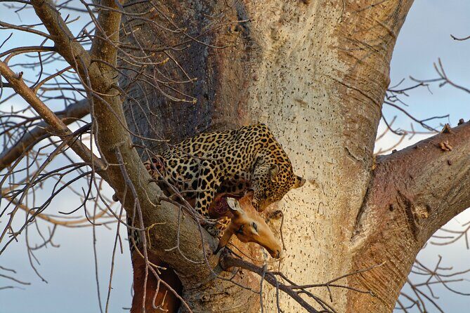 5-days Tarangire-Serengeti-Ngorongoro Safari - The guide makes the difference: what to expect from day-to-day guiding