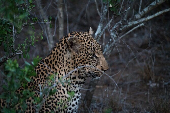 5-days Tarangire-Serengeti-Ngorongoro Safari - Day 1 in Tarangire: elephants, baobabs, and a river-bed that matters