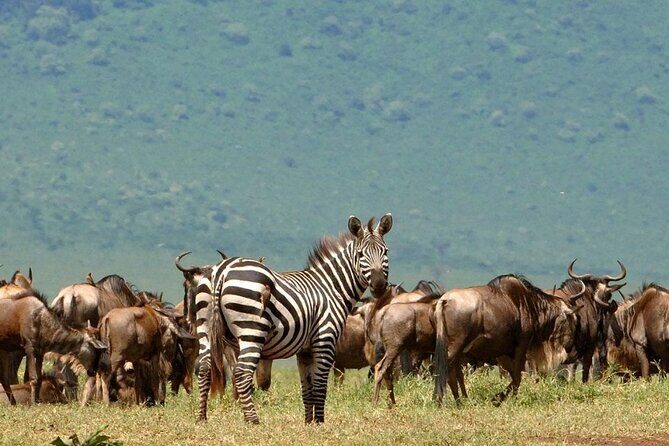 5 Days Under Serengeti Skies Tour - Day 1 at Tarangire: Elephant Country With Breathing Room