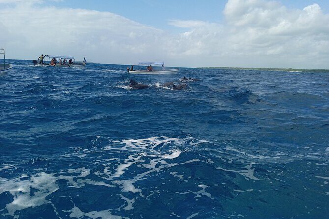 5-Hour Snorkeling, Swimming with Dolphins and Sea Turtles Aquarium - Sea turtle aquarium and lagoon: the best “wow” moment