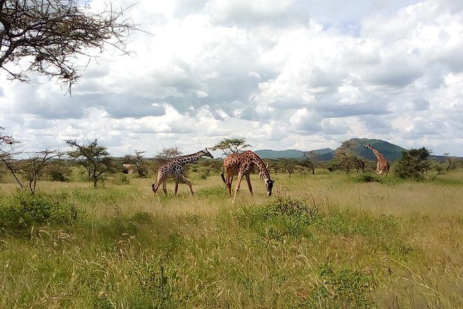 5Days Family _Group Tour Lodging Mid-Range in the Jungle - Day 2 to Serengeti: Seronera Water Country and Big-Plains Energy