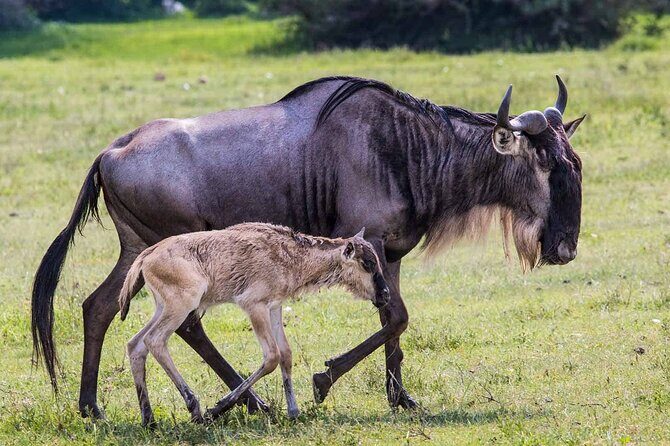 6- Day Adventure Lodge safari to see Migration - Day 1: Tarangire National Park and why dry-season timing matters