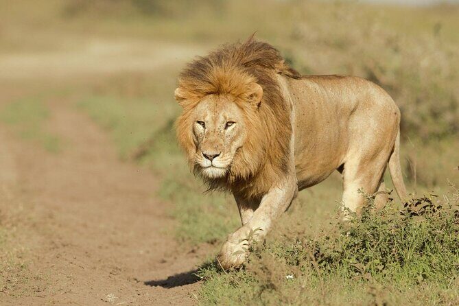 6- Day Adventure Lodge safari to see Migration - Day 3: Two game-drive blocks in Serengeti (morning hunt, sunset chase)