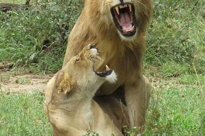 6- Day Adventure Lodge safari to see Migration - Day 4: Mara River area for the crossing point (the big day’s payoff)