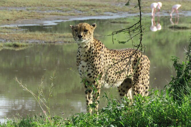 6- Day Adventure Lodge safari to see Migration - Day 5: Serengeti to Ngorongoro rim—early in the day, crater ready at night