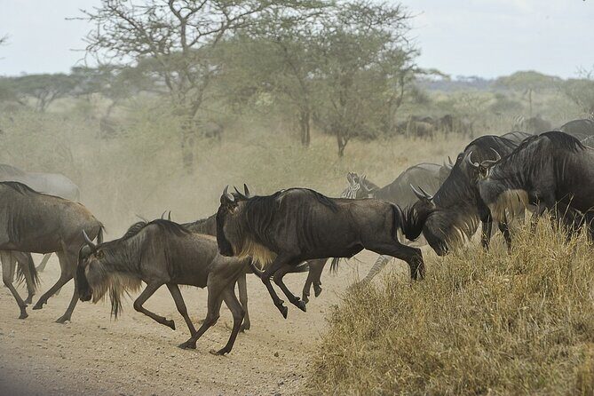 6- Day Adventure Lodge safari to see Migration - Day 6: Ngorongoro Crater floor game drives and the hippo-swamp lunch