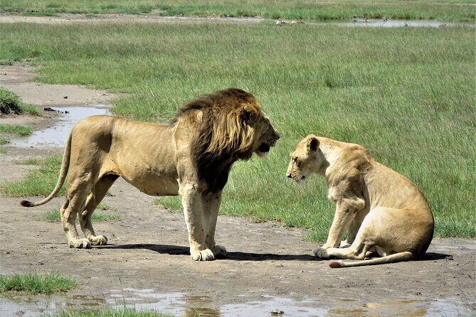 6- Day Adventure Lodge safari to see Migration - Day 2: Serengeti transfer day done right (with game viewing en route)