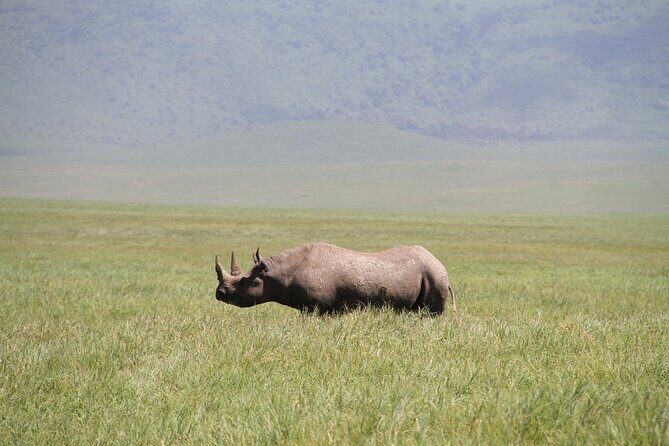 6-Day Big Five Magic Safari Tour - Day 5 Ngorongoro Conservation Area: black rhino and lion prides
