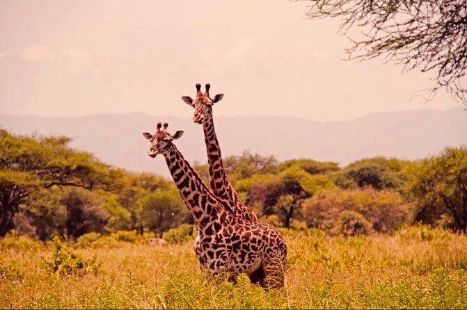 6-Day Big Five Magic Safari Tour - Guides, Maasai village, and the personal side of a private safari