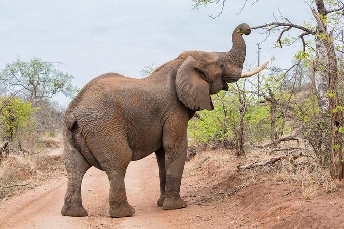 6-Day Budget Lodge Safari in Tanzania - Day 5: Another Serengeti Drive, Then Overnight Near Ngorongoro